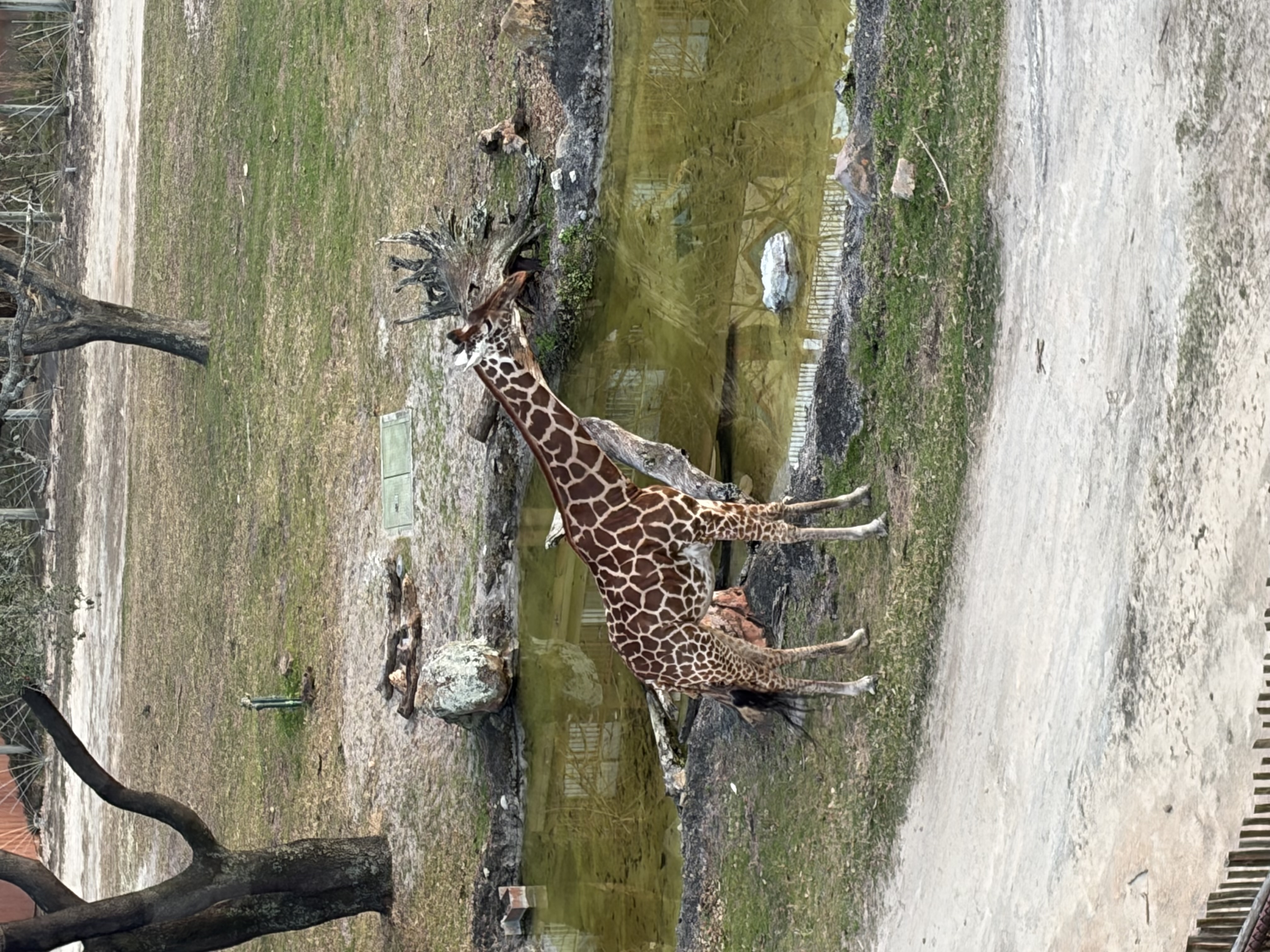 Giraffe