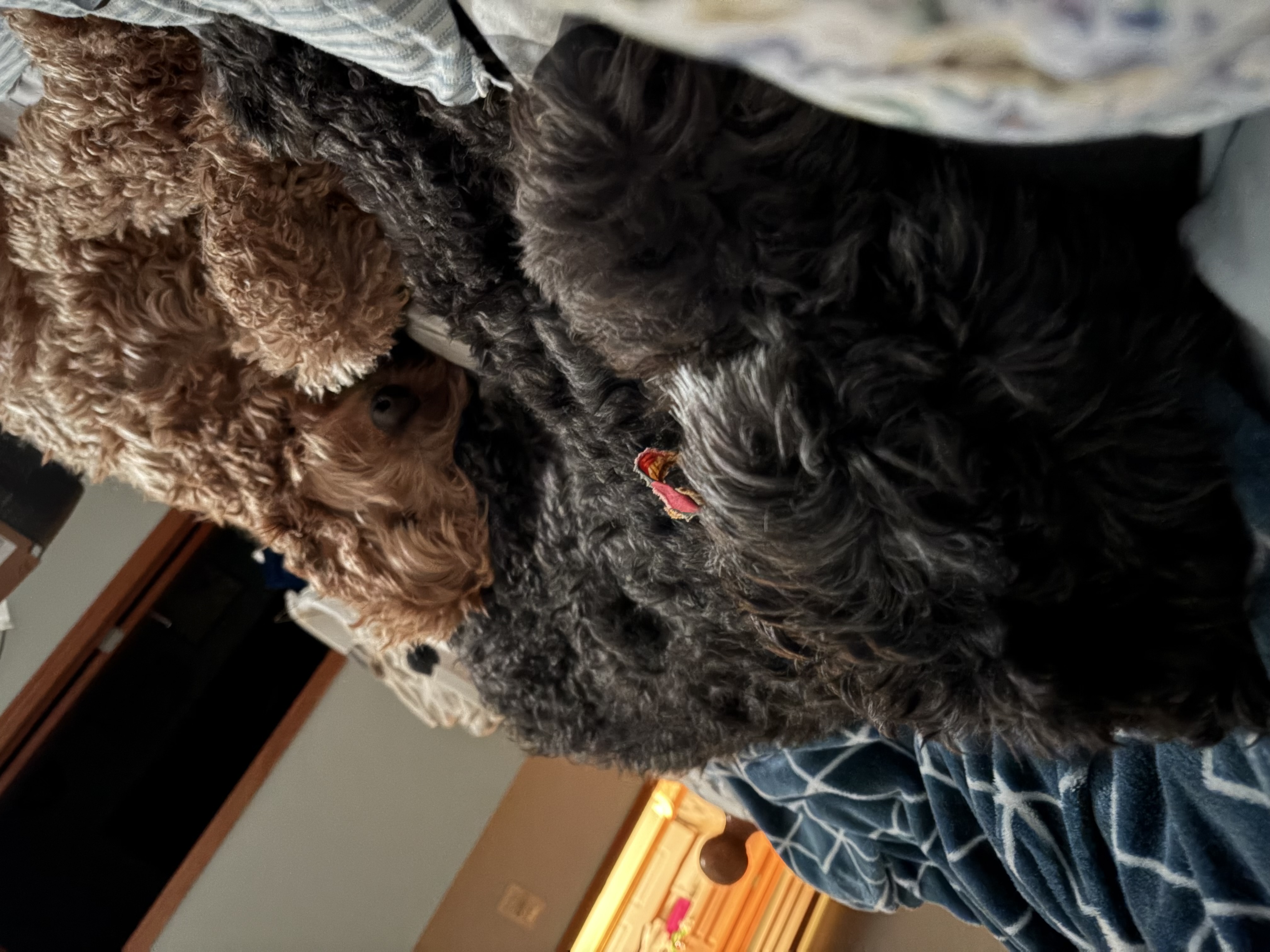 Here is Ace(black sheepadoodle) Lilly(goldendoodle) both rescues.