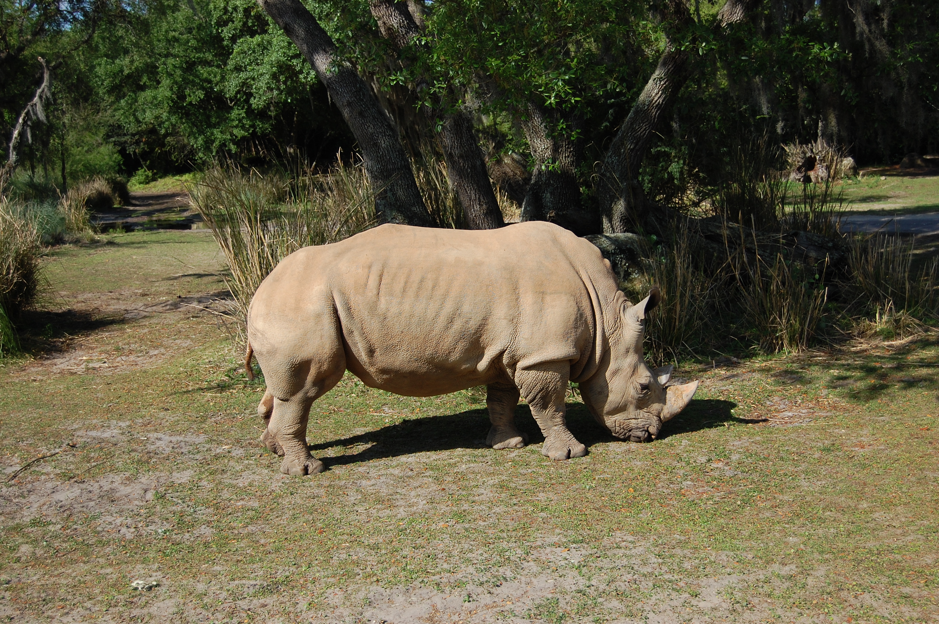 Animal Kingdom Rhino