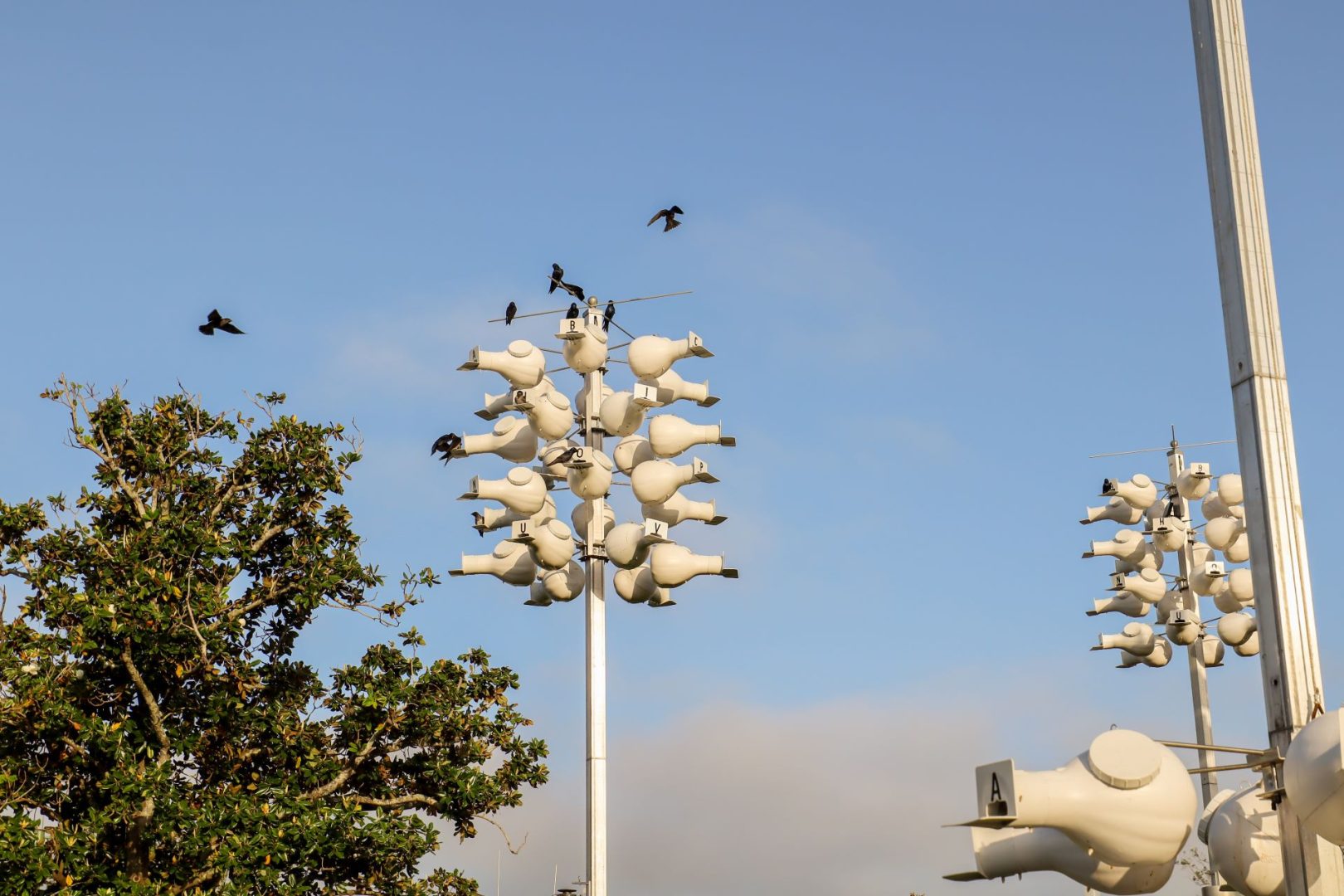 Purple Martin nest